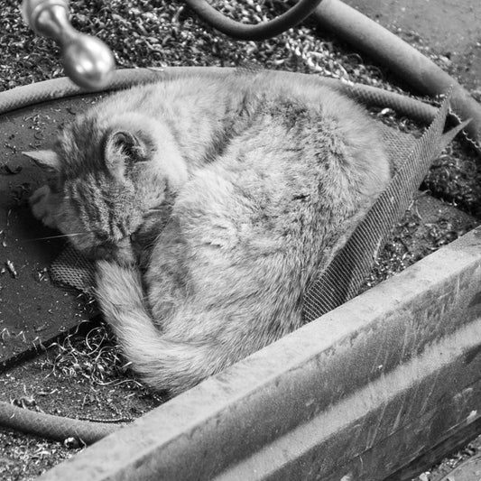 The blacksmith's cat